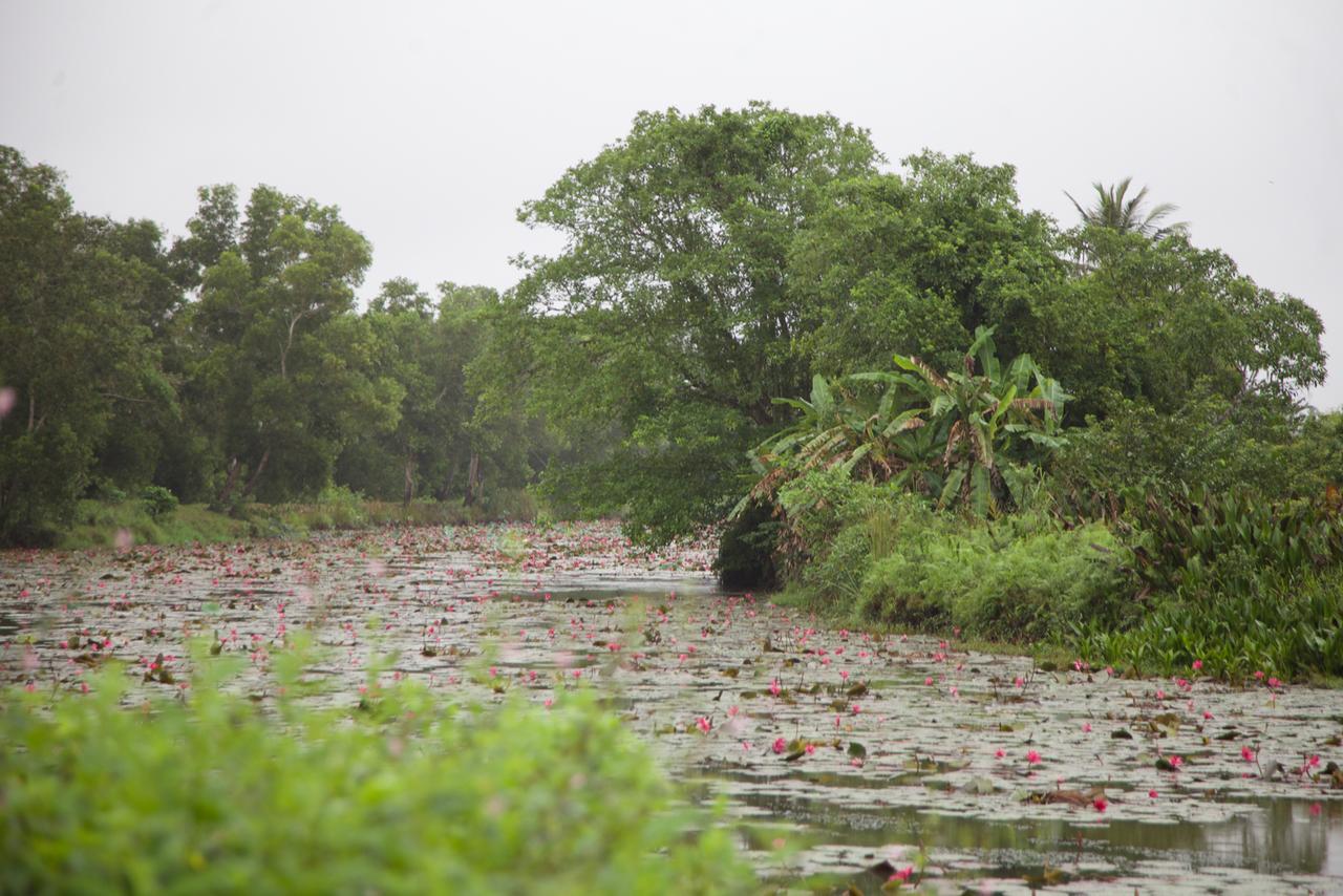 Bedda Eco Cottages Deniyaya Buitenkant foto