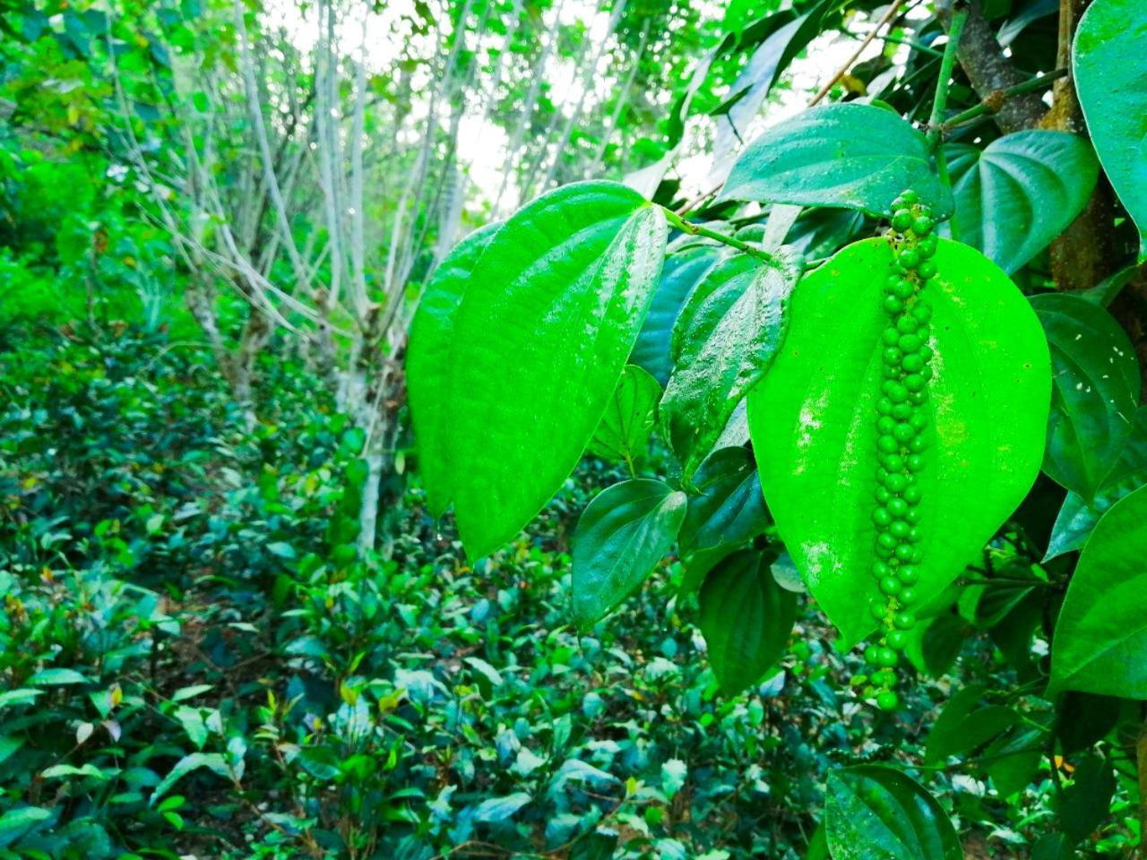 Bedda Eco Cottages Deniyaya Buitenkant foto